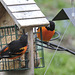 Baltimore Orioles