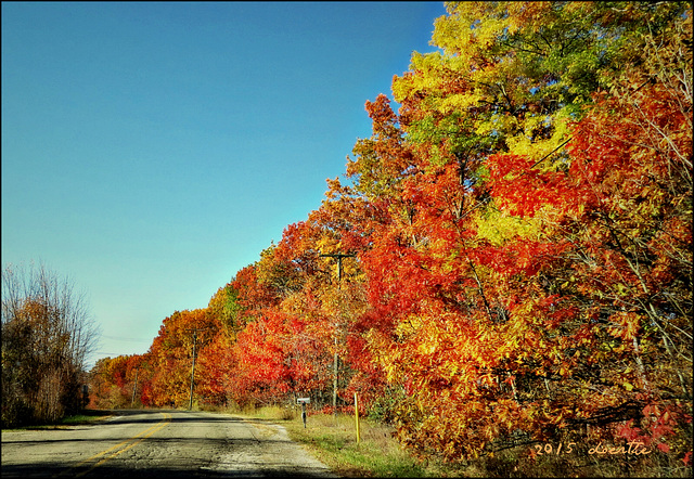 Driving through a leaf rainbow