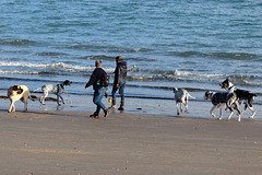 Weymouth beach - on which herds of wild dogs roam free, foraging for fish and whelks