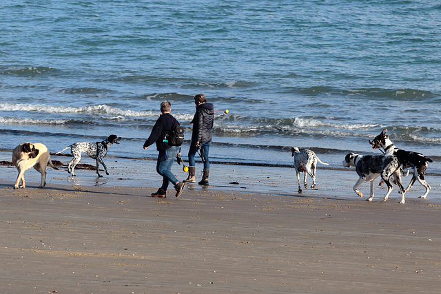 Weymouth beach - on which herds of wild dogs roam free, foraging for fish and whelks Weymouth beach - on which herds of wild dogs roam free, foraging for fish and whelks