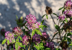 20180628 3645RVMw [D~MS] Rot-Klee (Trifolium pratense), Rieselfelder Münster