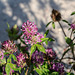 20180628 3645RVMw [D~MS] Rot-Klee (Trifolium pratense), Rieselfelder Münster