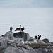 Cormorants on The Cobb, Lyme Regis