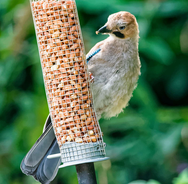 Jay on a feeder 1