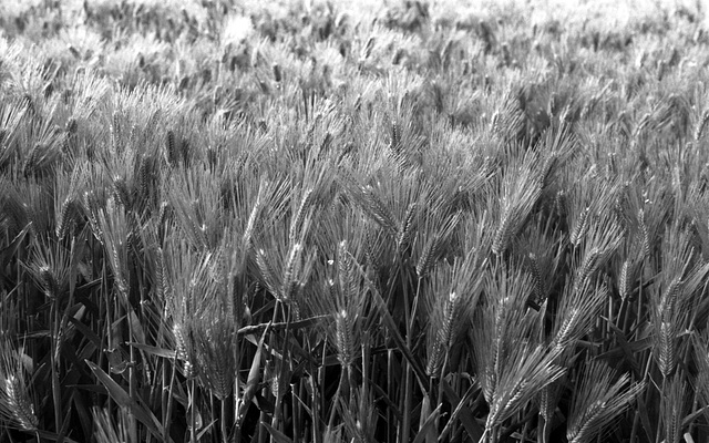 Wheat field