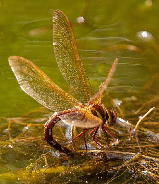 Brown hawker ovulating