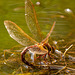 Brown hawker ovulating