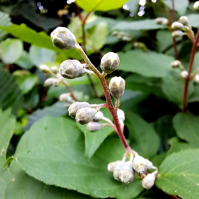 Raue Deutzie (Deutzia scabra)