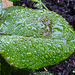 20221027 1891CPw [D~LIP] Beet-Rose (Rosa 'Noack Westzeit'), Bad Salzuflen
