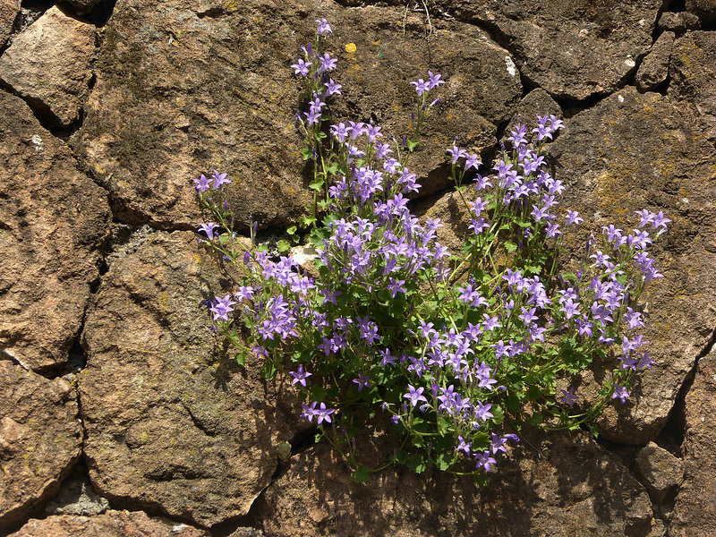 Campanula ...