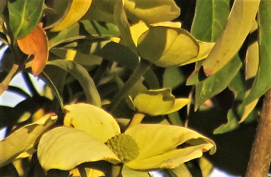 Evening blossoms