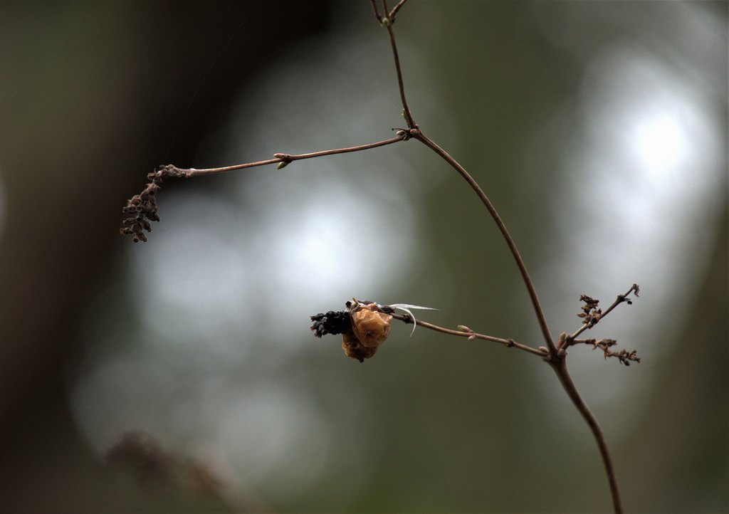 Still Winter