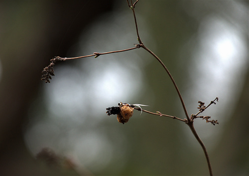 Still Winter