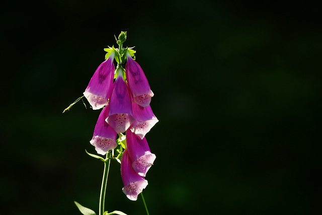 Digitalis purpurea