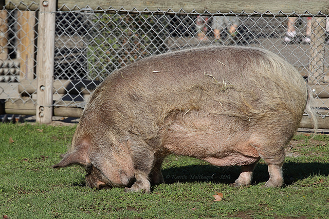 Kune Kune-Schwein Speck (Wilhelma)