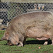 Kune Kune-Schwein Speck (Wilhelma)