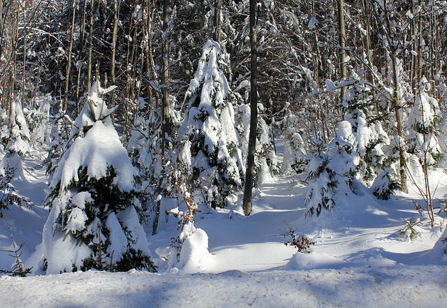 Winterwald