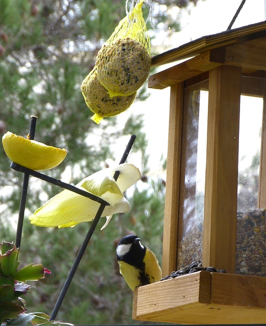 ...mésange charbonnière...