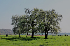 The trees and cows