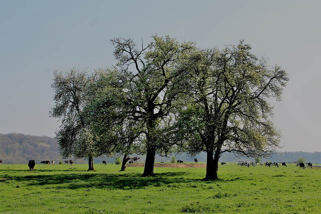 The trees and cows