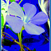 Kompozíció kék virággal   Composition with blue flower