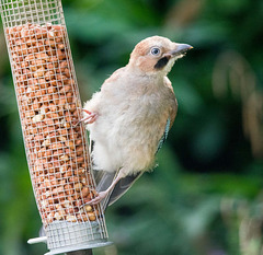 Jay on a feeder 2