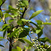 20200408 7139CPw [D~MI] Trauben-Kirsche (Prunus padus), Großes Torfmoor, Hille