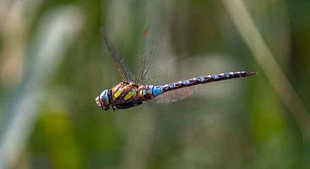 Migrant hawker in flight