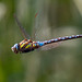 Migrant hawker in flight