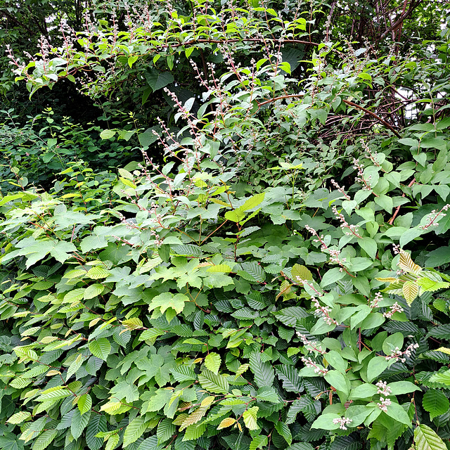 Raue Deutzie (Deutzia scabra)