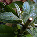 20221027 1892CPw [D~LIP] Knospe, Schmetterlingsstrauch (Buddleja), Bad Salzuflen