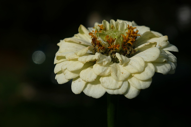 zinnia