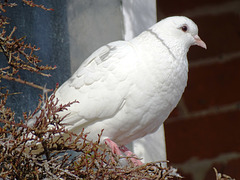 Felbrigg dove