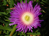 Carpobrotus