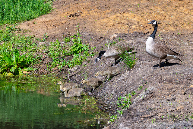 Geese and Goslings-DSZ4711