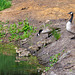 Geese and Goslings-DSZ4711