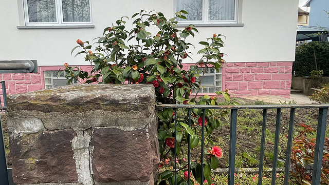 Day 91/365:2026 Camellia japonica