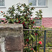 Day 91/365:2026 Camellia japonica