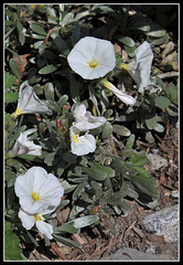 Convolvulus cneorum (1) Convolvulus cneorum (1)