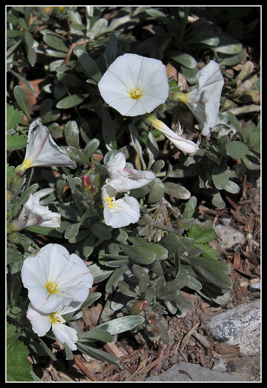 Convolvulus cneorum  (1)