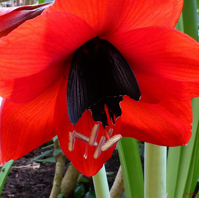 en rouge et noir...