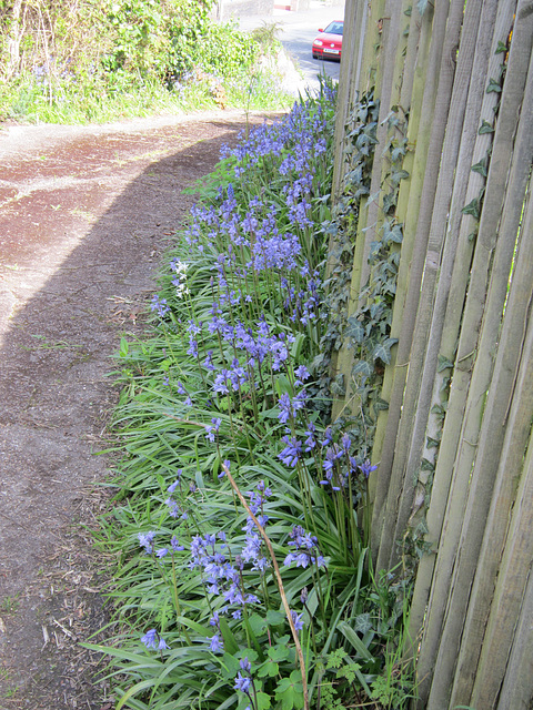 Even right down to the road, those bluebells are everywhere