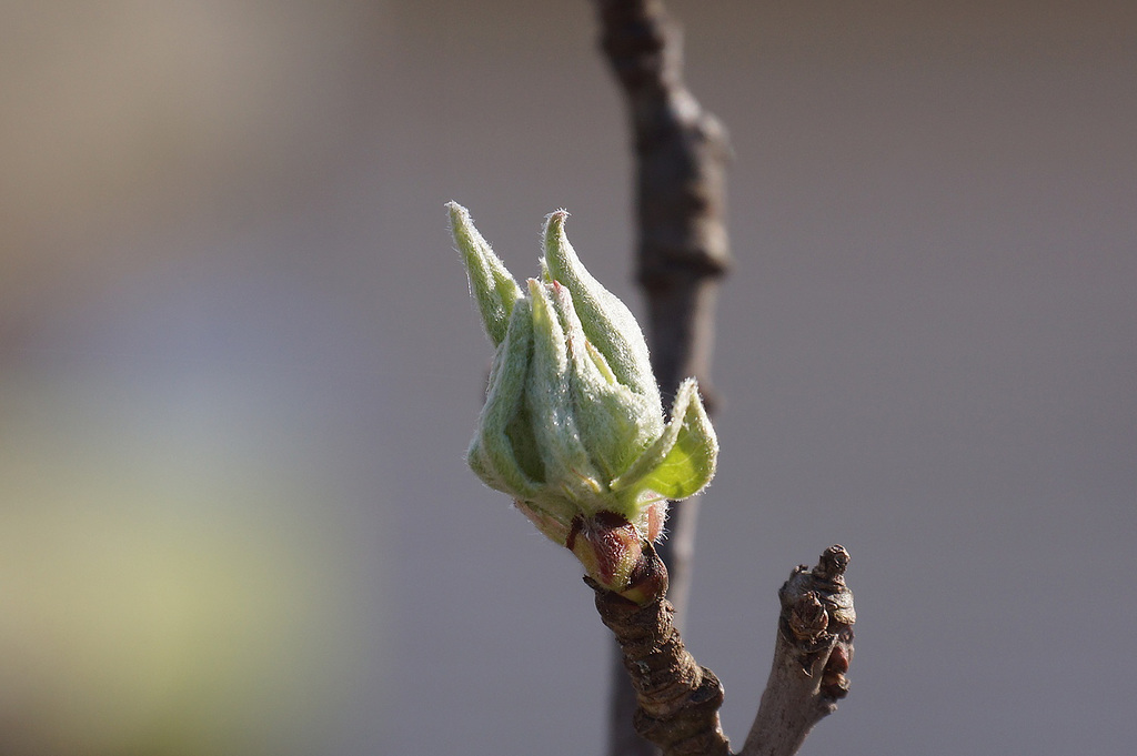 Apple Blossom Time