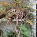 Rat-tail fern