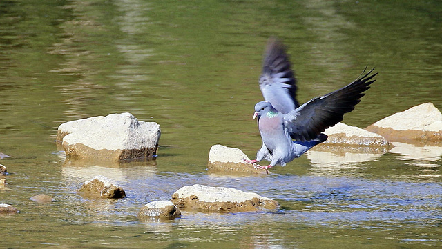 Pigeon Colombin