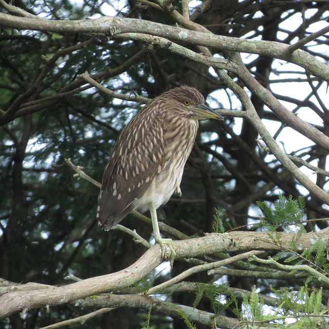 Black-crowned night heron (juvenile)