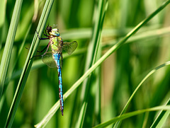 Anax imperator beim Abendmahl (PiP)