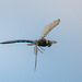 Migrant hawker in flight