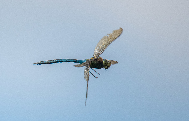 Migrant hawker in flight