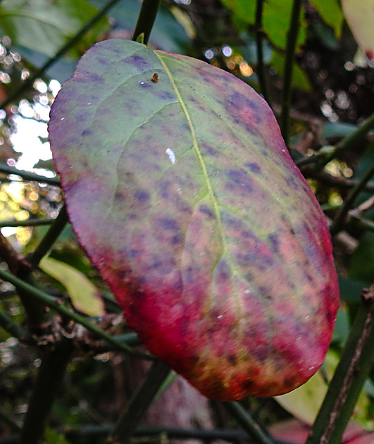 20221027 1893CPw [D~LIP] Pfaffenhütchen (Euonymus 'Red Cascade'), Bad Salzuflen